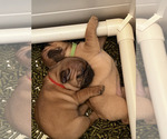 Small Photo #12 French Bulldog Puppy For Sale in CONCORDIA, KS, USA