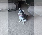 Small #2 Siberian Husky