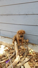 Cane Corso Puppy for sale in CORONA, CA, USA