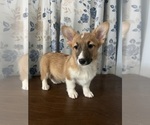Small #21 Pembroke Welsh Corgi
