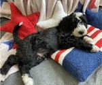 Small #4 Australian Labradoodle-Bernedoodle Mix