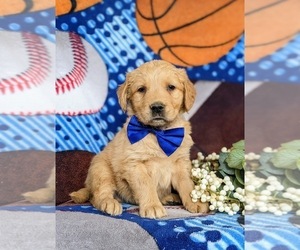 Golden Retriever Puppy for sale in OXFORD, PA, USA