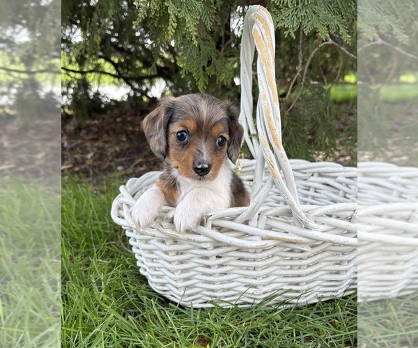 Medium Photo #3 Dachshund Puppy For Sale in MIDDLEBURY, IN, USA