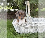 Small #2 Dachshund
