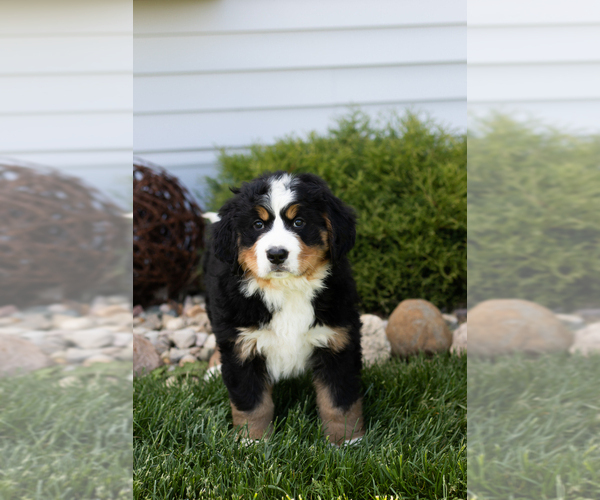 Medium Photo #3 Bernese Mountain Dog Puppy For Sale in TOPEKA, IN, USA
