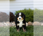 Small #2 Bernese Mountain Dog
