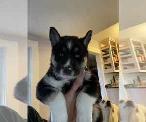 Siberian Husky Puppy for sale in COVENTRY, RI, USA