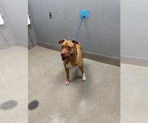 Mutt Dogs for adoption in Las Vegas, NV, USA