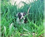Small Photo #10 American Bulldog Puppy For Sale in NORTH RIDGEVILLE, OH, USA