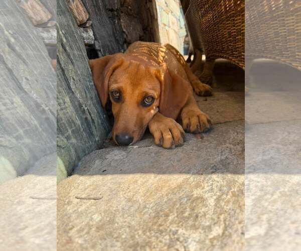Medium Photo #8 Redbone Coonhound-Unknown Mix Puppy For Sale in pomfret, CT, USA