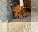 Small #7 Redbone Coonhound Mix