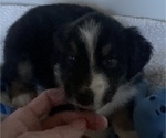 Small Photo #11 Miniature American Shepherd Puppy For Sale in PLACERVILLE, CA, USA