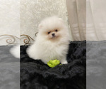 Small #1 Miniature Spitz
