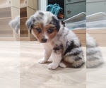 Small #3 Australian Shepherd