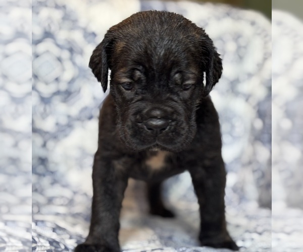 Medium Photo #6 Cane Corso Puppy For Sale in NEWTON, NJ, USA