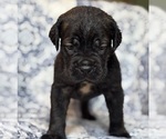 Small #5 Cane Corso