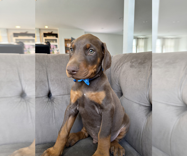 Medium Photo #24 Doberman Pinscher Puppy For Sale in PUYALLUP, WA, USA