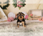 Small #5 Yorkshire Terrier