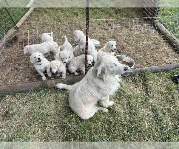 Medium Photo #4 Golden Retriever Puppy For Sale in WILTON, CA, USA