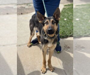 German Shepherd Dog Dogs for adoption in Dana Point, CA, USA