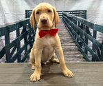 Puppy Max Labrador Retriever
