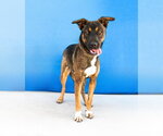 Small #1 German Shepherd Dog
