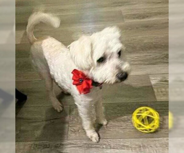 Medium Photo #2 Poodle (Miniature)-Unknown Mix Puppy For Sale in HOUSTON, TX, USA