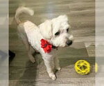 Small #1 Poodle (Miniature) Mix