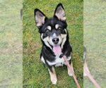 Small Huskies  Mix