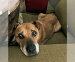 Small #6 Labrador Retriever Mix