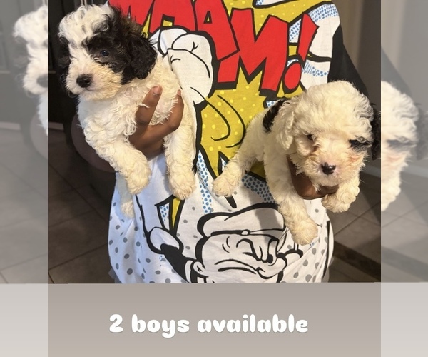 Medium Photo #1 Poodle (Toy) Puppy For Sale in MARRERO, LA, USA