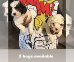 Image preview for Ad Listing. Nickname: Cocoa babies