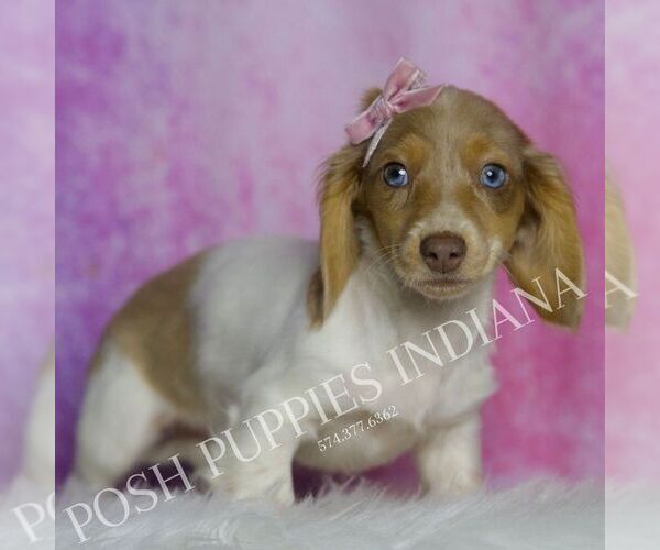 Medium Photo #3 Dachshund Puppy For Sale in WARSAW, IN, USA