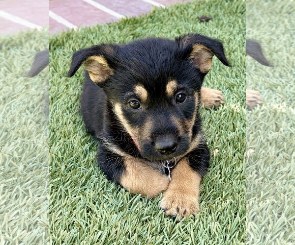 Medium Photo #1 Mutt Puppy For Sale in Corona, CA, USA