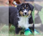 Small #10 Australian Shepherd