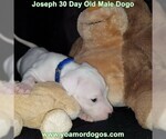 Small Photo #64 Dogo Argentino Puppy For Sale in PINEVILLE, MO, USA