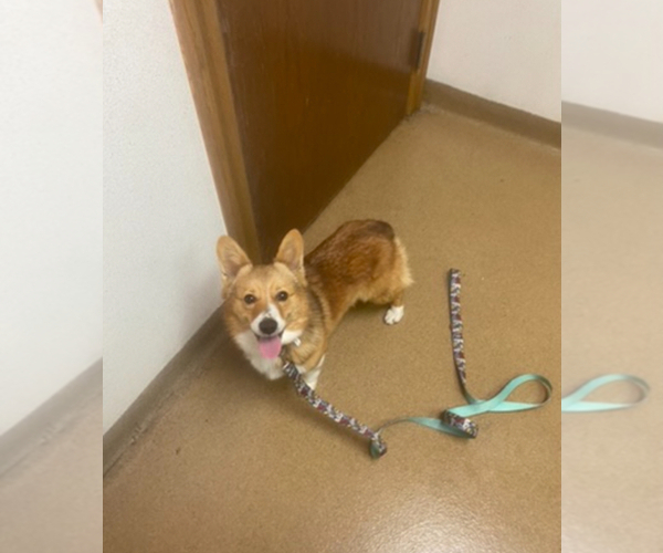 Medium Photo #1 Pembroke Welsh Corgi Puppy For Sale in INDEPENDENCE, MO, USA