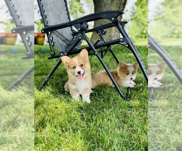 Medium Photo #4 American Corgi Puppy For Sale in DENVER, IA, USA