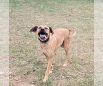 Small Photo #3 Black Mouth Cur-Unknown Mix Puppy For Sale in Stover, MO, USA
