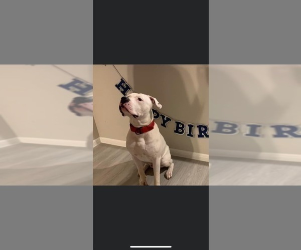 Medium Photo #1 American Bulldog Puppy For Sale in PASADENA, TX, USA