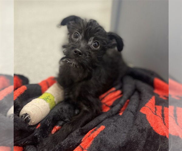 Medium Photo #1 Poocan Puppy For Sale in Fort Collins, CO, USA