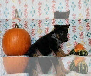 German Shepherd Dog Puppy for sale in LANCASTER, PA, USA