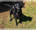 Small #1 Labrador Retriever