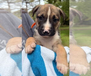 Medium American Pit Bull Terrier-Labrador Retriever Mix