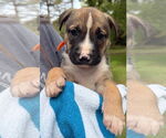 Small American Pit Bull Terrier-Labrador Retriever Mix