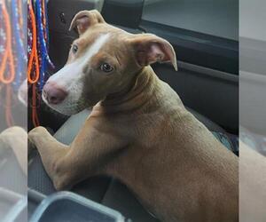 Staffordshire Bull Terrier-Unknown Mix Dogs for adoption in Temple, TX, USA