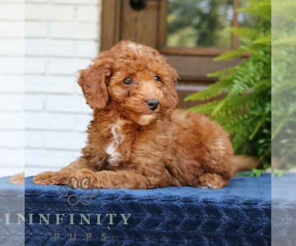 Medium Photo #1 Goldendoodle (Miniature) Puppy For Sale in NARVON, PA, USA