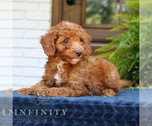 Goldendoodle (Miniature) Puppy for sale in NARVON, PA, USA