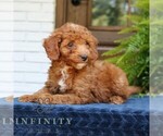 Small Goldendoodle (Miniature)