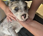 Small Photo #1 Yorkshire Terrier Puppy For Sale in BUSH, LA, USA